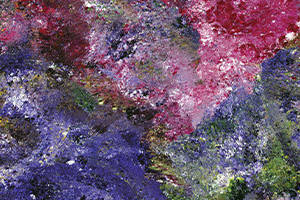 touching-petals.png